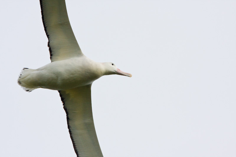 Wandering Albatross In Flight